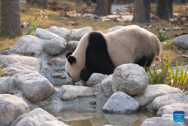 Le panda géant Feng Yi, photographié à la base du Centre chinois de conservation et de recherche sur le panda géant (CCRCGP) de Mianyang, dans la province du Sichuan (sud-ouest de la Chine), le 29 décembre 2025. La base de Mianyang du CCRCGP a commencé lundi ses opérations d'essai pour recevoir des visiteurs publics. (Xinhua/Xu Bingjie)