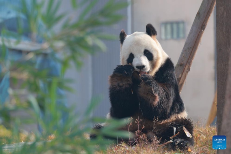 Sichuan : ouverture au public d'une nouvelle base de conservation et d'un centre de recherche sur le panda géant à Mianyang