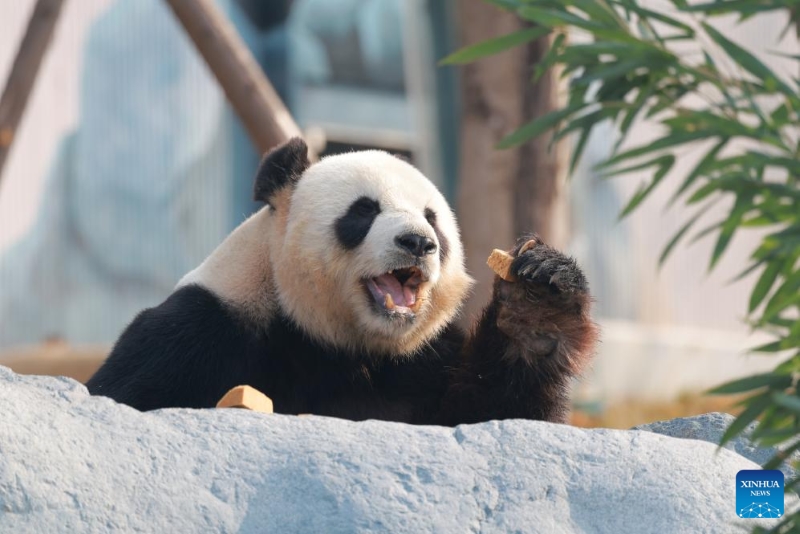 Sichuan : ouverture au public d'une nouvelle base de conservation et d'un centre de recherche sur le panda géant à Mianyang