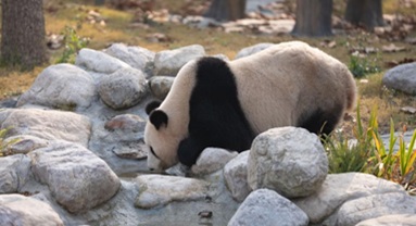 Sichuan : ouverture au public d'une nouvelle base de conservation et d'un centre de recherche sur le panda géant à Mianyang