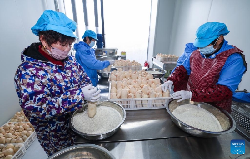 Des villageoises farcissent des racines de lotus de riz gluant pour fabriquer des produits alimentaires au centre de services agricoles du village de Xucang du canton de Lyushan, dans le comté de Changxing de la province du Zhejiang (est de la Chine), le 6 janvier 2026. (Xu Yu/Xinhua)