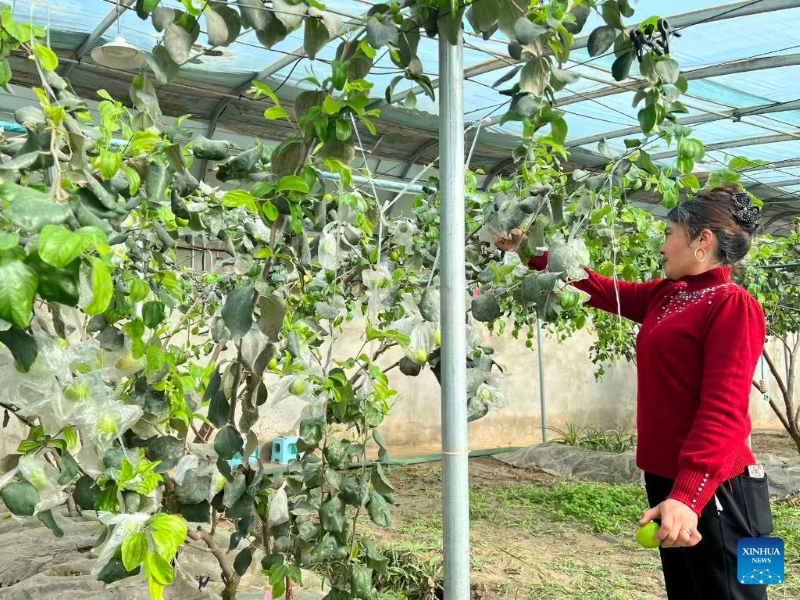 Xinjiang : les récoltes hivernales prospèrent aux abords du plus grand désert de Chine