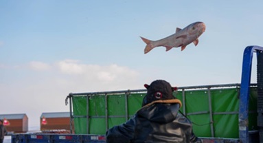 Jilin : un rituel de pêche sur glace ancestral attire des foules au bord du lac Chagan