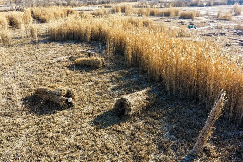 Xinjiang : les agriculteurs locaux luttent contre la désertification dans le comté de Moyu