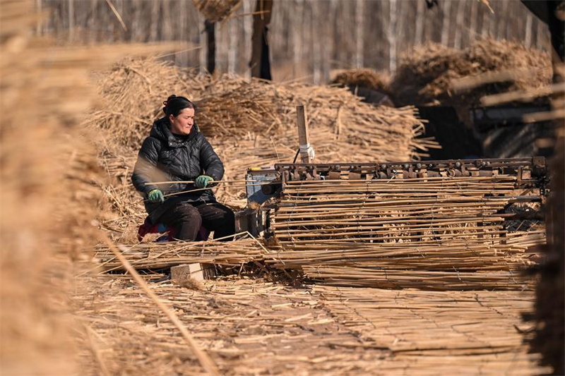 Xinjiang : les agriculteurs locaux luttent contre la désertification dans le comté de Moyu