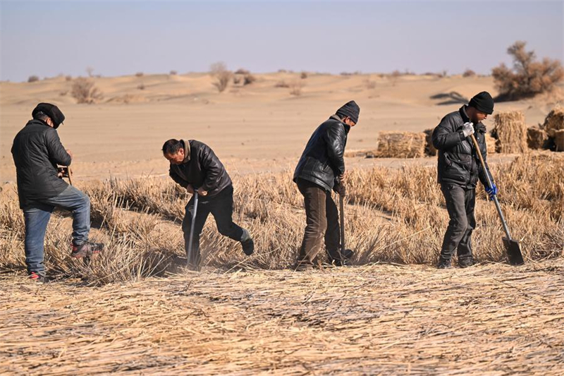 Xinjiang : les agriculteurs locaux luttent contre la désertification dans le comté de Moyu