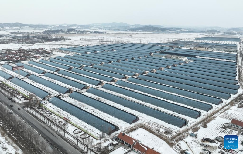 Liaoning : à Donggang, les autorités locales améliorent l'économie basée sur la fraise