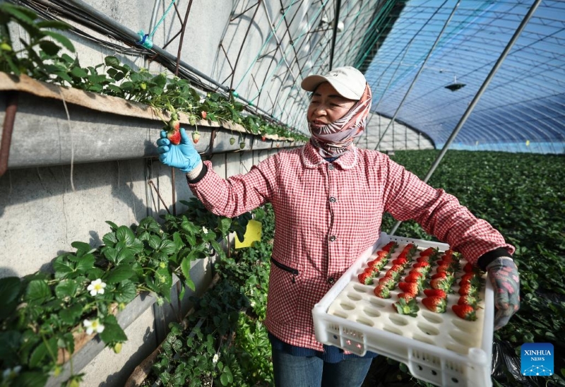 Liaoning : à Donggang, les autorités locales améliorent l'économie basée sur la fraise