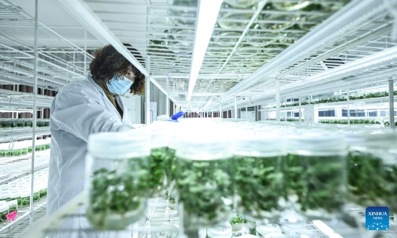 Liaoning : à Donggang, les autorités locales améliorent l'économie basée sur la fraise