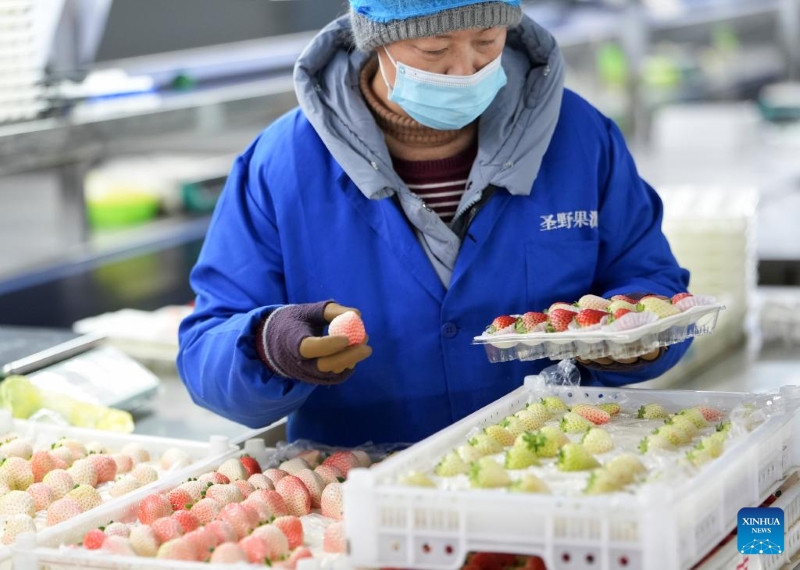 Liaoning : à Donggang, les autorités locales améliorent l'économie basée sur la fraise