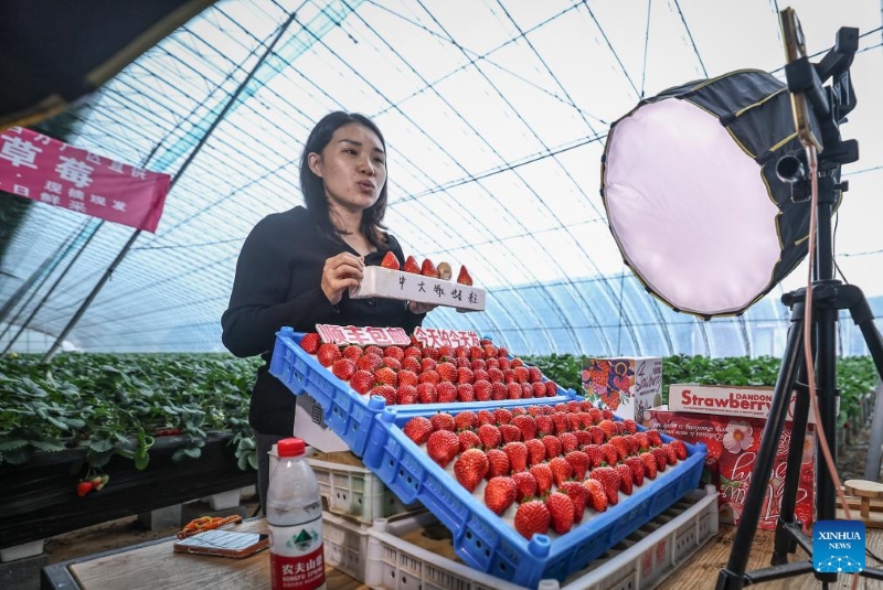 Liaoning : à Donggang, les autorités locales améliorent l'économie basée sur la fraise