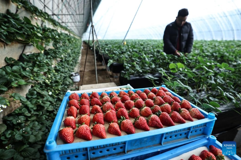 Liaoning : à Donggang, les autorités locales améliorent l'économie basée sur la fraise