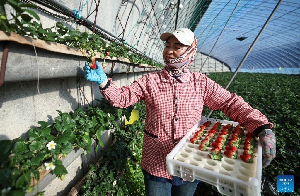 Liaoning : à Donggang, les autorités locales améliorent l'économie basée sur la fraise