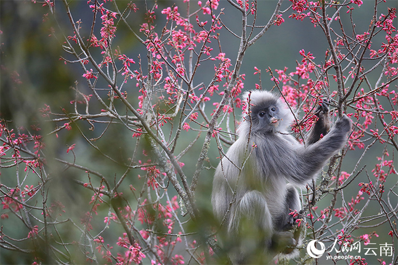 Yunnan : plus de 100 singes rares se régalent des fleurs de cerisier d'hiver à Wuliangshan
