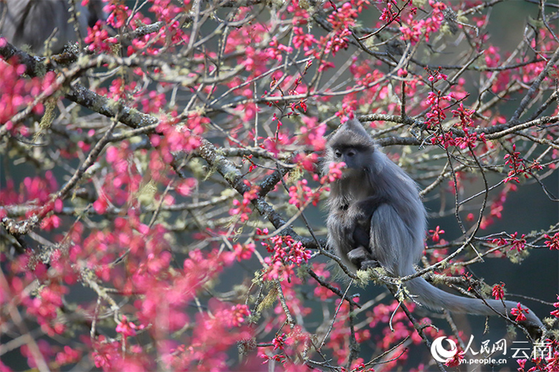 Yunnan : plus de 100 singes rares se régalent des fleurs de cerisier d'hiver à Wuliangshan