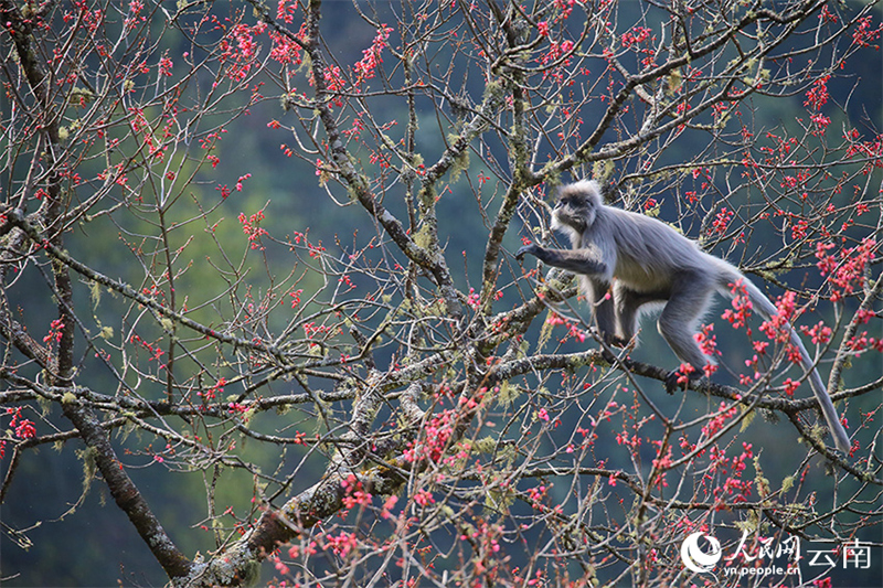 Yunnan : plus de 100 singes rares se régalent des fleurs de cerisier d'hiver à Wuliangshan