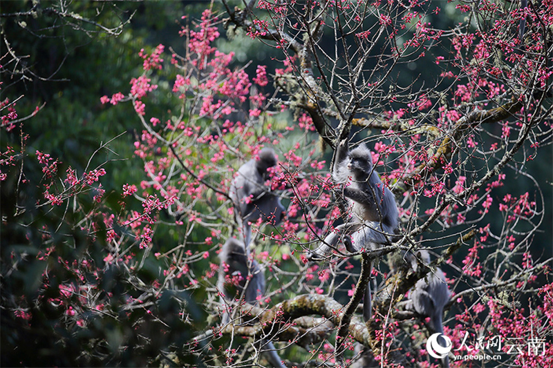 Yunnan : plus de 100 singes rares se régalent des fleurs de cerisier d'hiver à Wuliangshan