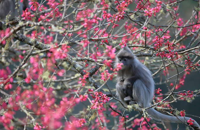 Yunnan : plus de 100 singes rares se régalent des fleurs de cerisier d'hiver à Wuliangshan