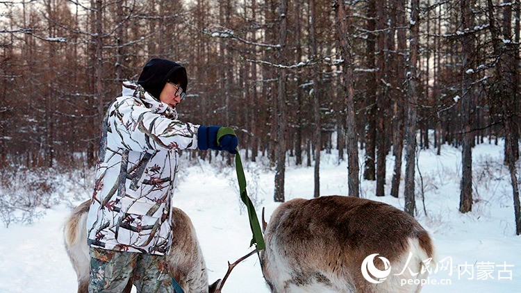 Mongolie intérieure : un éleveur de rennes préserve les traditions Ewenki à Genhe