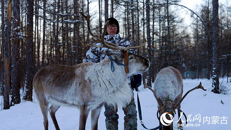 Mongolie intérieure : un éleveur de rennes préserve les traditions Ewenki à Genhe