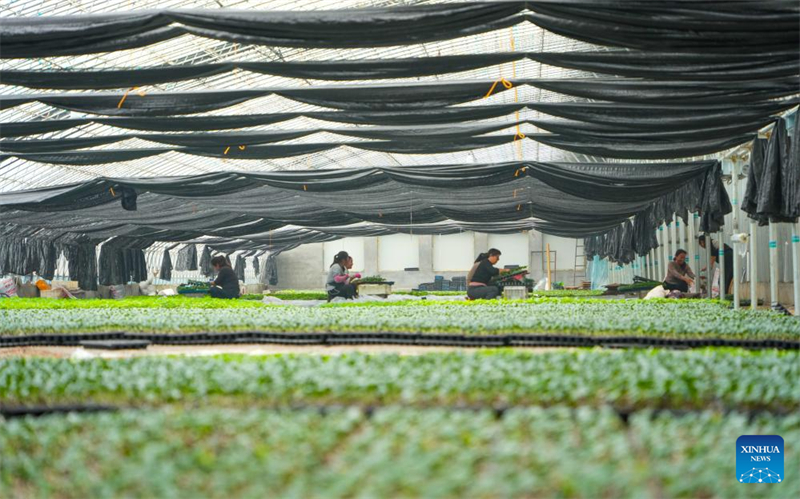 Shandong : des agriculteurs greffent des plants de légumes dans une serre de Yandian
