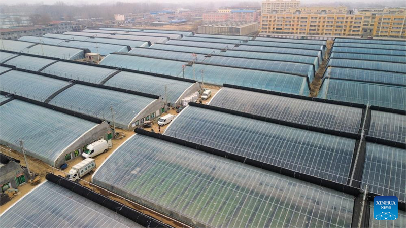 Shandong : des agriculteurs greffent des plants de légumes dans une serre de Yandian