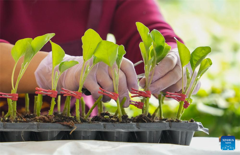 Shandong : des agriculteurs greffent des plants de légumes dans une serre de Yandian