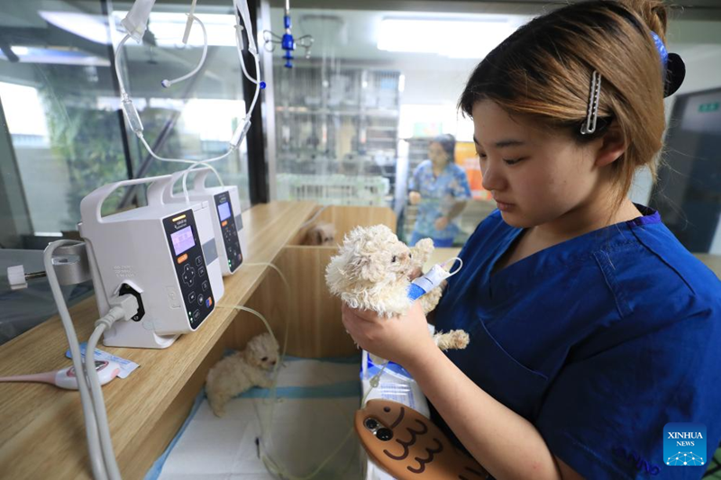 À l'approche de la Fête du Printemps, les services de gardiennage pour animaux de compagnie sont très demandés