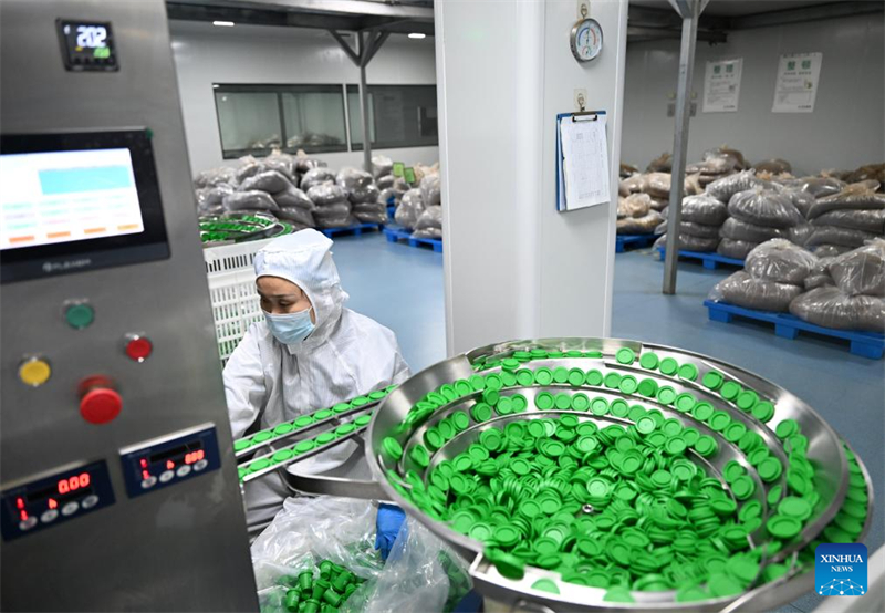 Henan : le comté de Puyang développe un système de production de café à chaîne industrielle complète