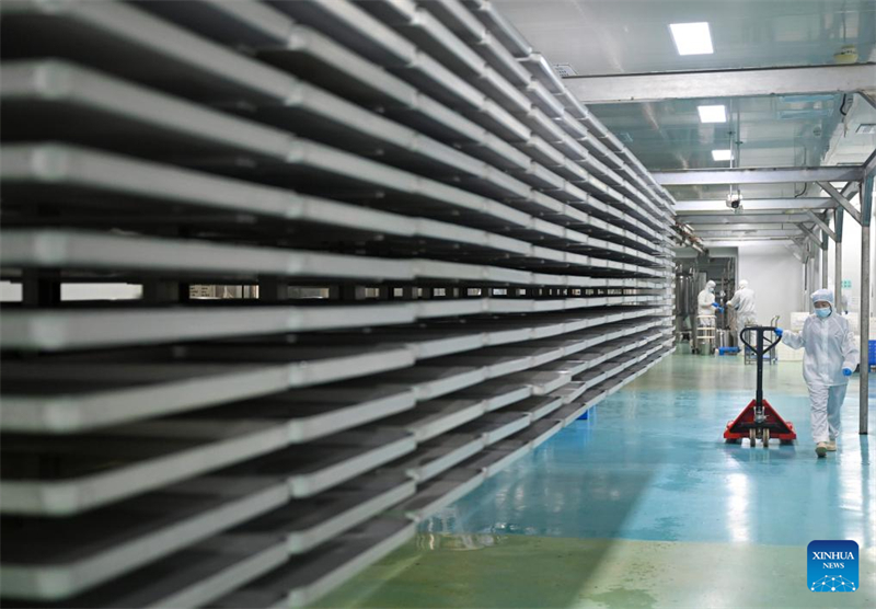 Henan : le comté de Puyang développe un système de production de café à chaîne industrielle complète