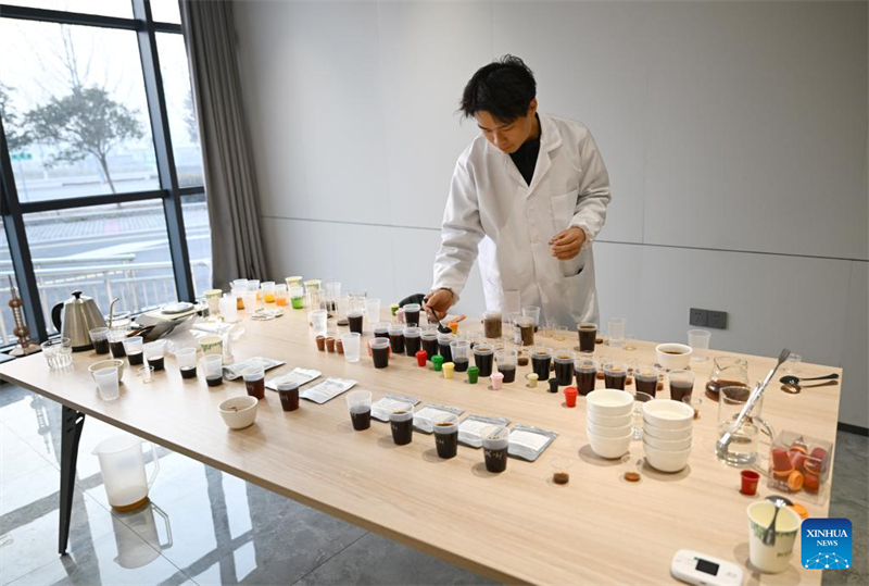 Henan : le comté de Puyang développe un système de production de café à chaîne industrielle complète