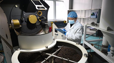 Henan : le comté de Puyang développe un système de production de café à chaîne industrielle complète