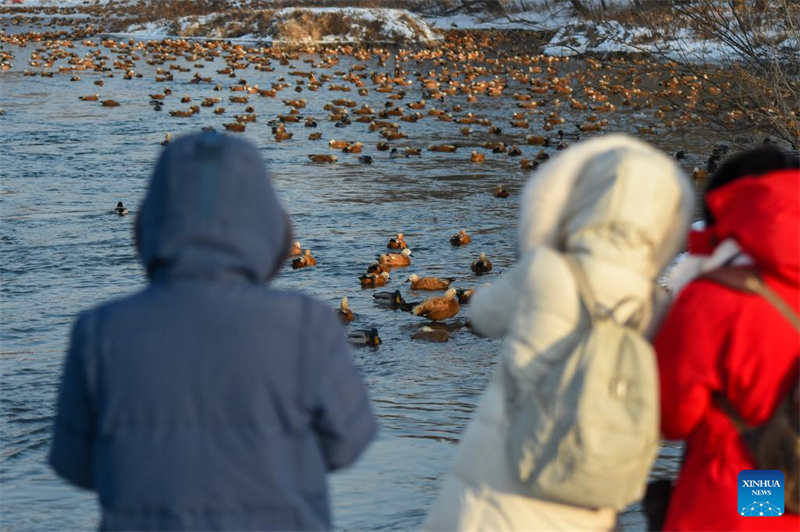 Jilin : histoire en photos de deux générations de gardiens d'oiseaux sur l'île de Changbai