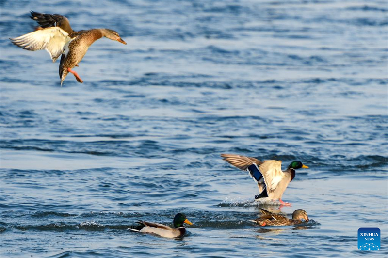 Jilin : histoire en photos de deux générations de gardiens d'oiseaux sur l'île de Changbai
