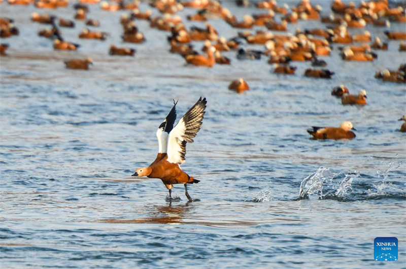 Jilin : histoire en photos de deux générations de gardiens d'oiseaux sur l'île de Changbai