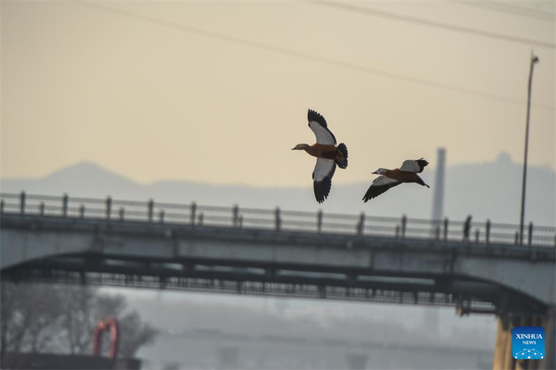 Jilin : histoire en photos de deux générations de gardiens d'oiseaux sur l'île de Changbai
