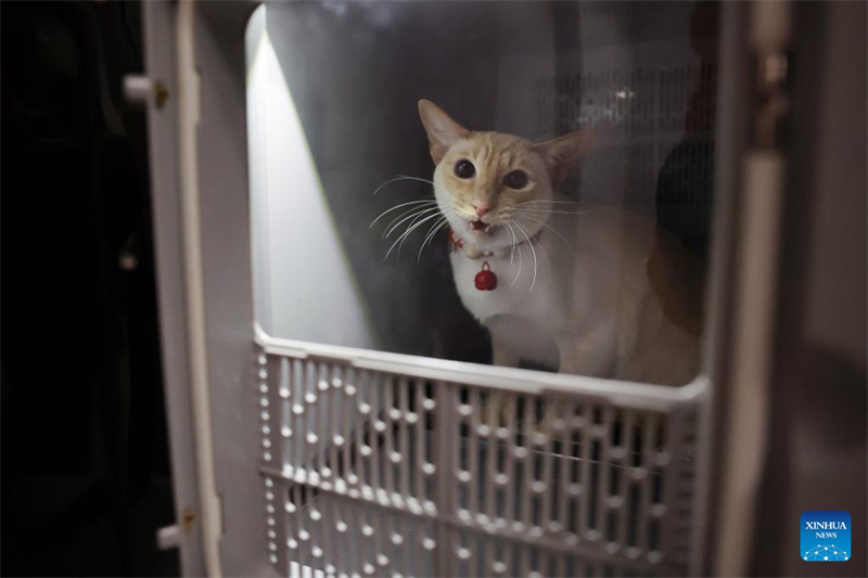 La Chine étend ses services de transport ferroviaire à grande vitesse d'animaux de compagnie pour les voyages de la Fête du Printemps