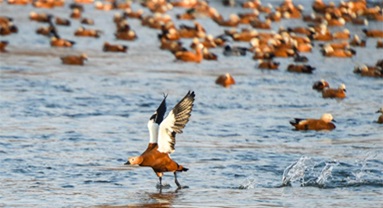 Jilin : histoire en photos de deux générations de gardiens d'oiseaux sur l'île de Changbai