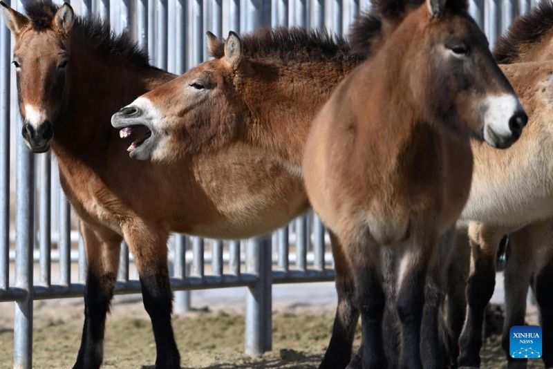 Gansu : la population de chevaux de Przewalski, une espèce en voie de disparition, augmente grâce aux efforts de protection