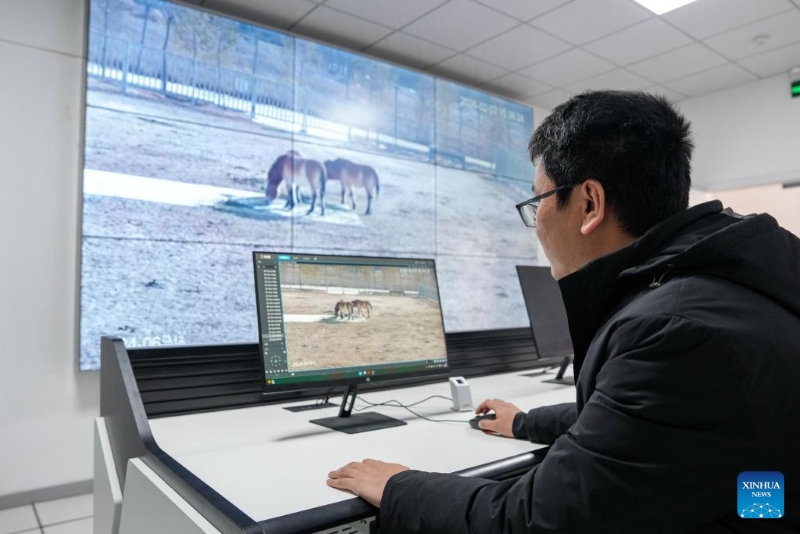 Gansu : la population de chevaux de Przewalski, une espèce en voie de disparition, augmente grâce aux efforts de protection