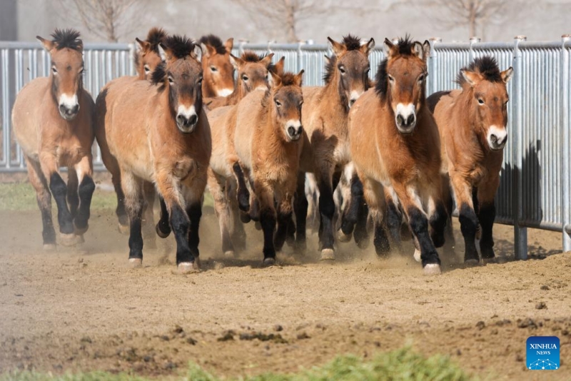 Gansu : la population de chevaux de Przewalski, une espèce en voie de disparition, augmente grâce aux efforts de protection
