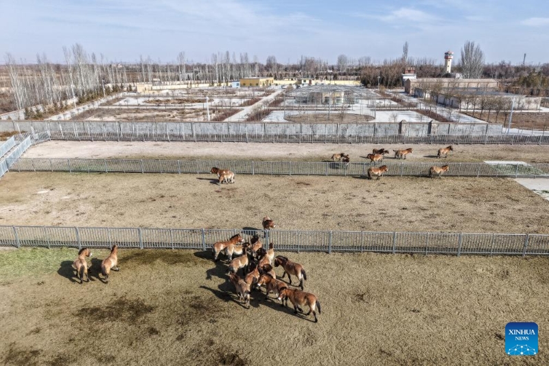 Gansu : la population de chevaux de Przewalski, une espèce en voie de disparition, augmente grâce aux efforts de protection