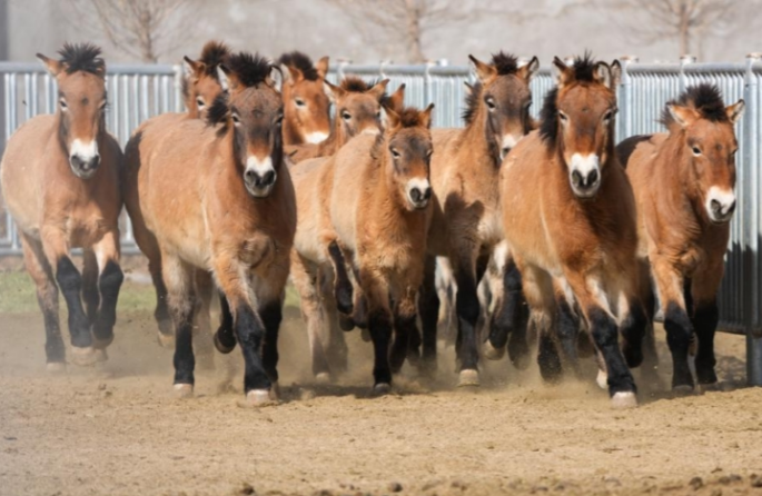 Gansu : la population de chevaux de Przewalski, une espèce en voie de disparition, augmente grâce aux efforts de protection