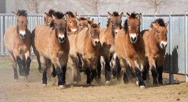 Gansu : la population de chevaux de Przewalski, une espèce en voie de disparition, augmente grâce aux efforts de protection