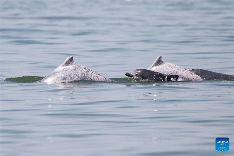 Un groupe de dauphins blancs de Chine aperçus dans les eaux au large de la province de Hainan