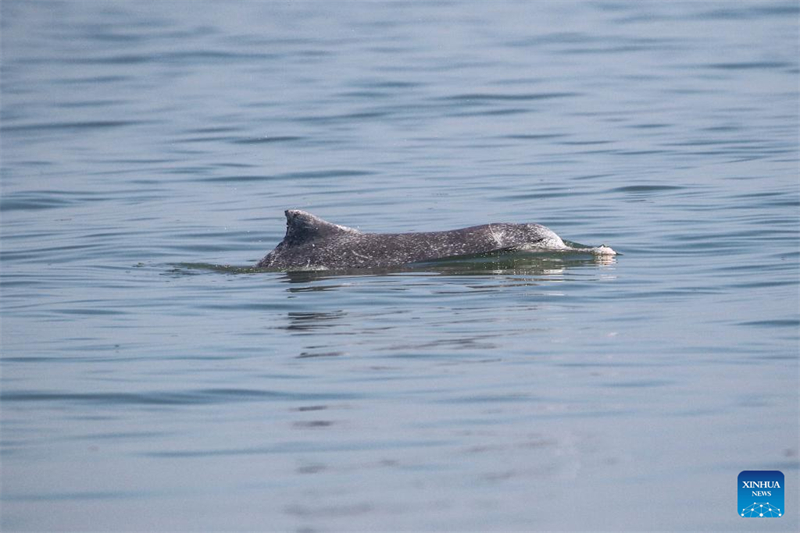 Un groupe de dauphins blancs de Chine aperçus dans les eaux au large de la province de Hainan