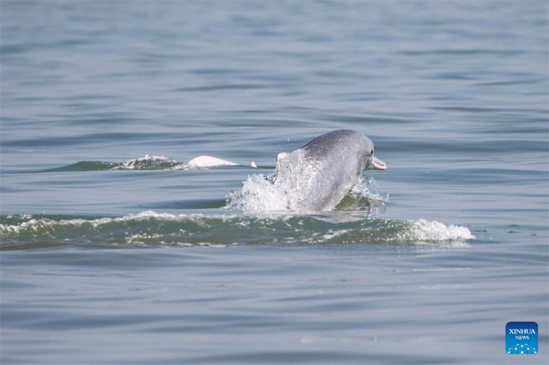 Un groupe de dauphins blancs de Chine aperçus dans les eaux au large de la province de Hainan