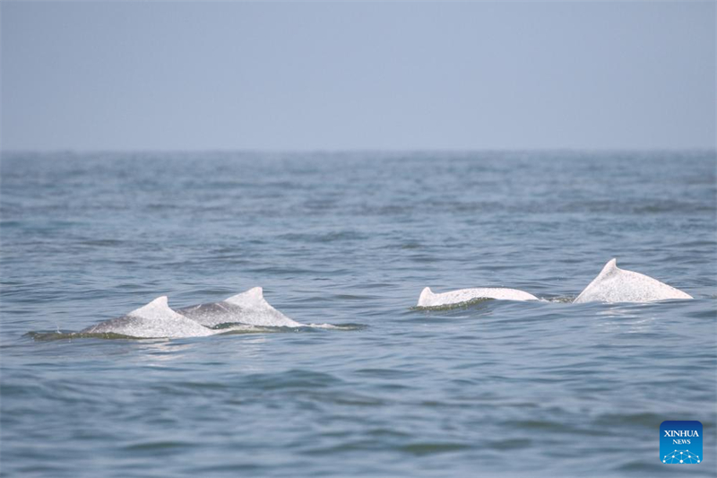 Un groupe de dauphins blancs de Chine aperçus dans les eaux au large de la province de Hainan