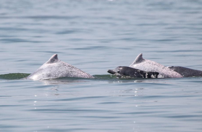 Un groupe de dauphins blancs de Chine aperçus dans les eaux au large de la province de Hainan