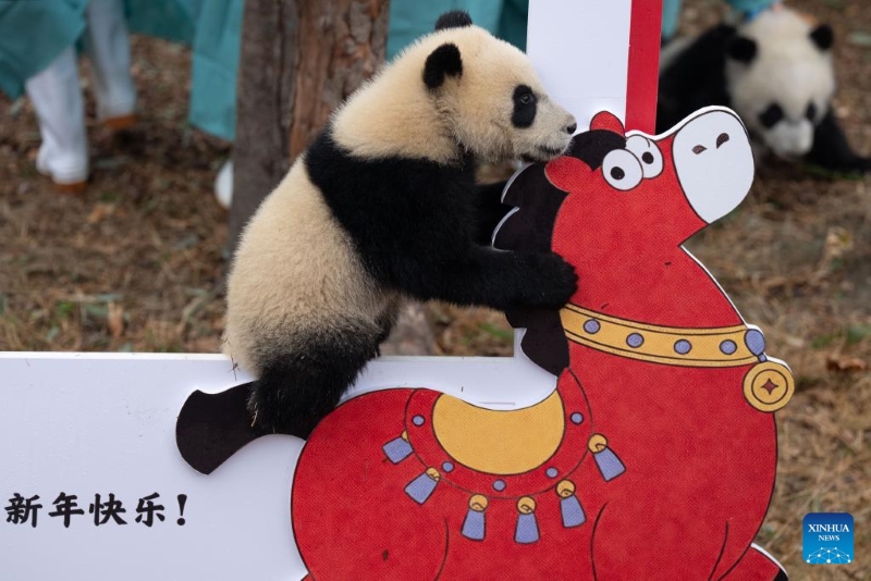 Sichuan : 30 bébés pandas géants rassemblés pour célébrer la Fête du Printemps à Chengdu